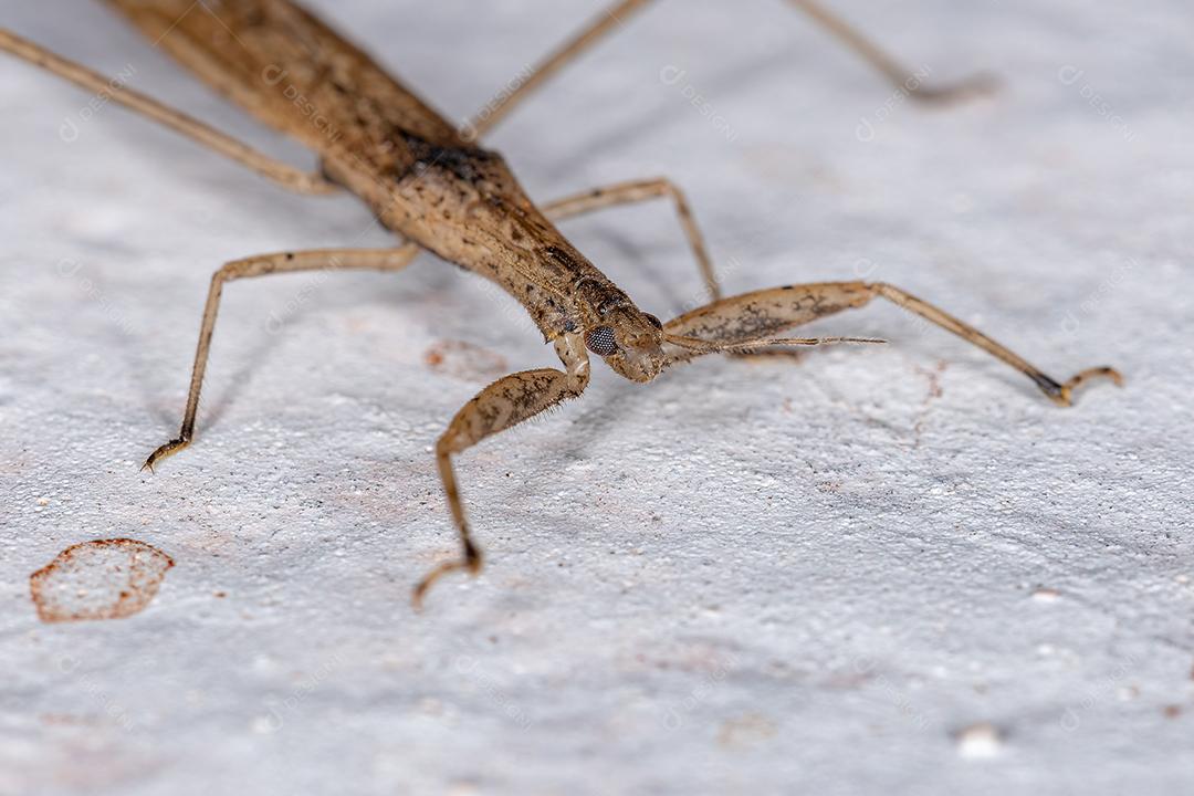 Inseto Assassino Adulto da Subfamília Stenopodainae Imagem JPG