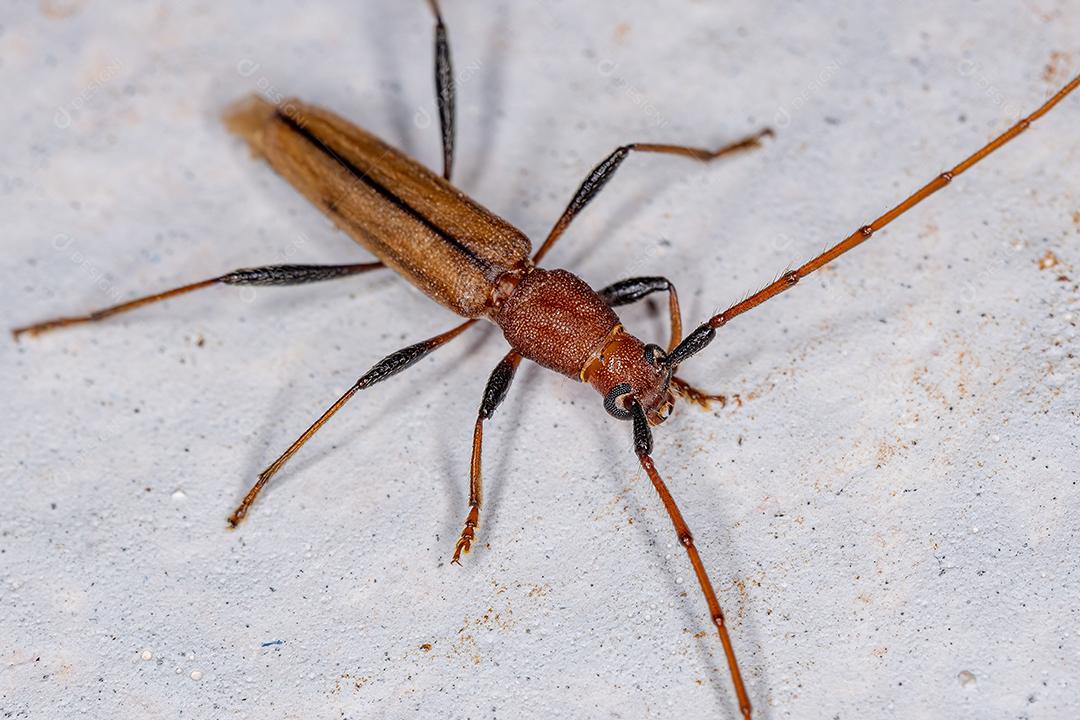 Besouro Longhorn Típico Adulto Imagem JPG