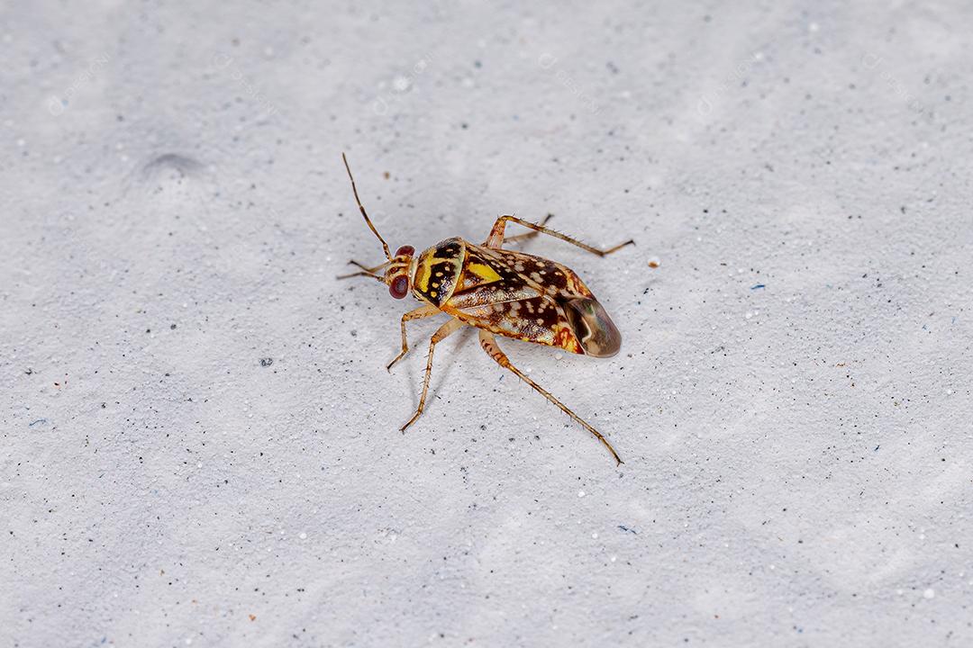 Inseto Planta Adulto da Tribo Mirini Imagem JPG