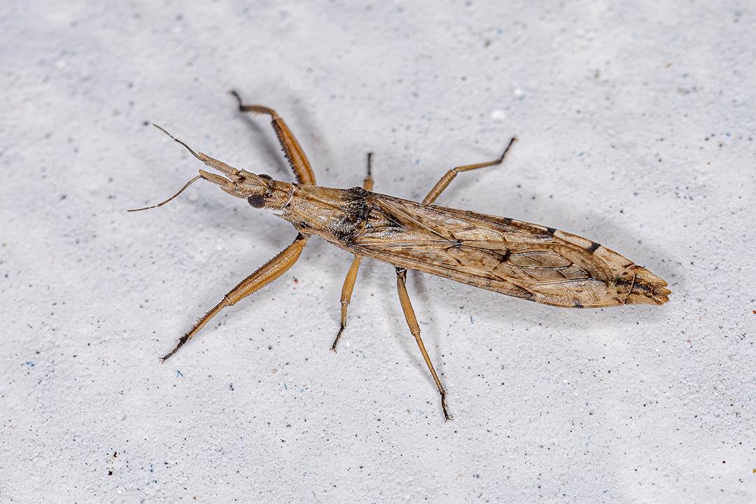 Inseto Assassino Adulto da Subfamília Stenopodainae Imagem JPG