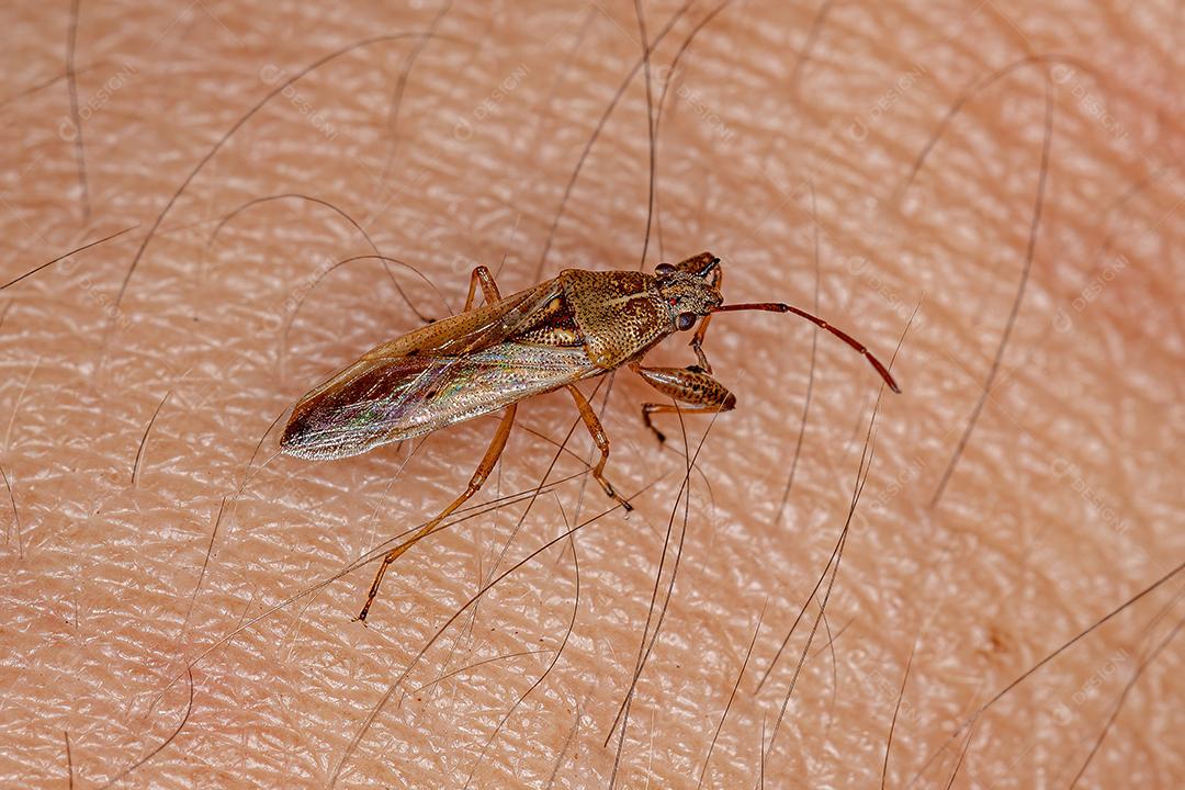 Inseto Pentatomomorfo Adulto da Infraordem Pentatomomorfo Imagem JPG