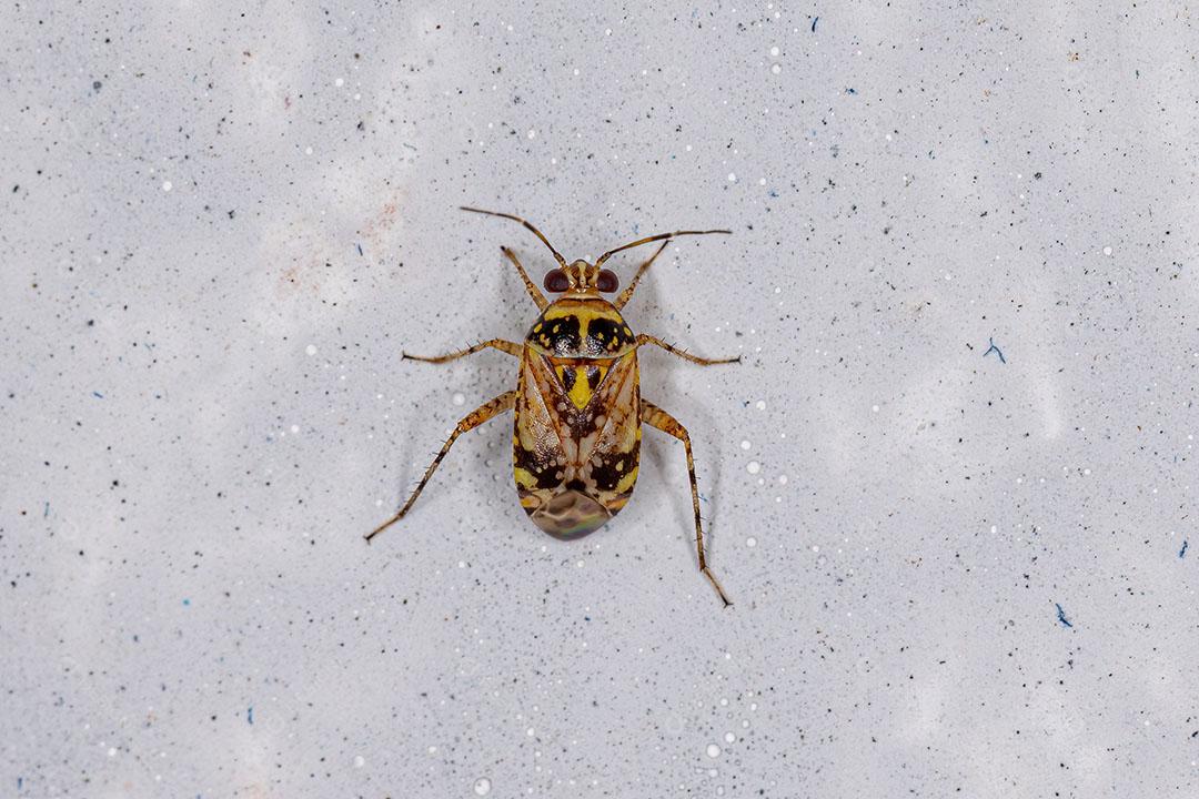 Inseto Planta Adulto da Tribo Mirini JPG