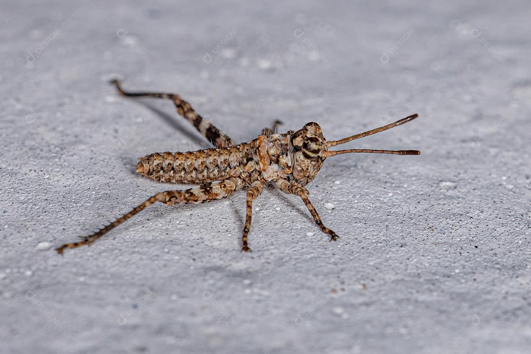 Ninfa de Gafanhoto de Chifres Curtos da Subfamília Ommatolampidinae Imagem JPG
