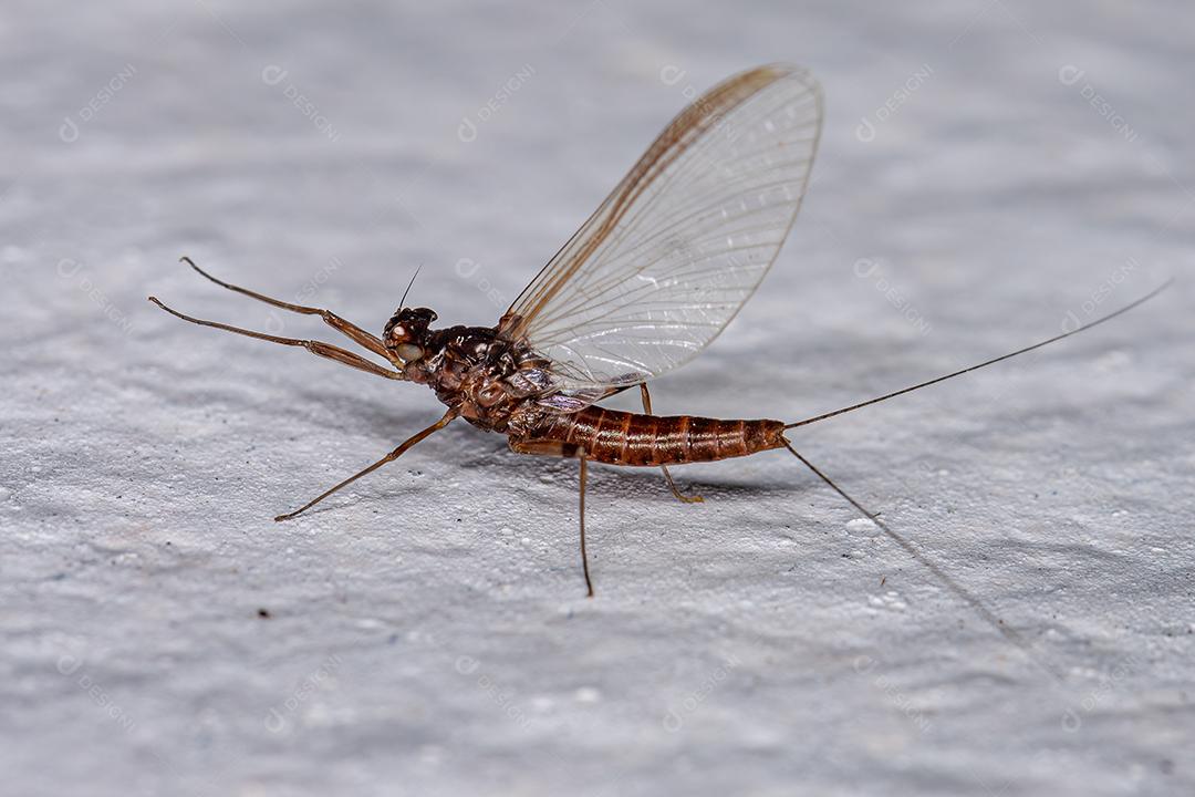 Efêmera Pequena Fêmea do Gênero Genus Baetis Imagem JPG