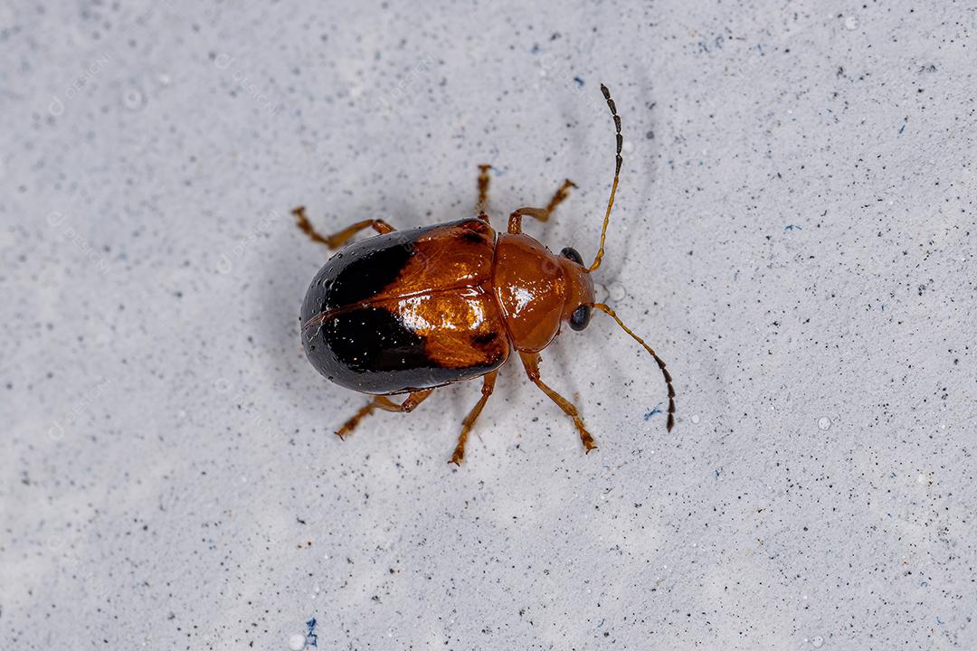 Besouro de Folha Adulto da Subfamília Eumolpinae Imagem JPG