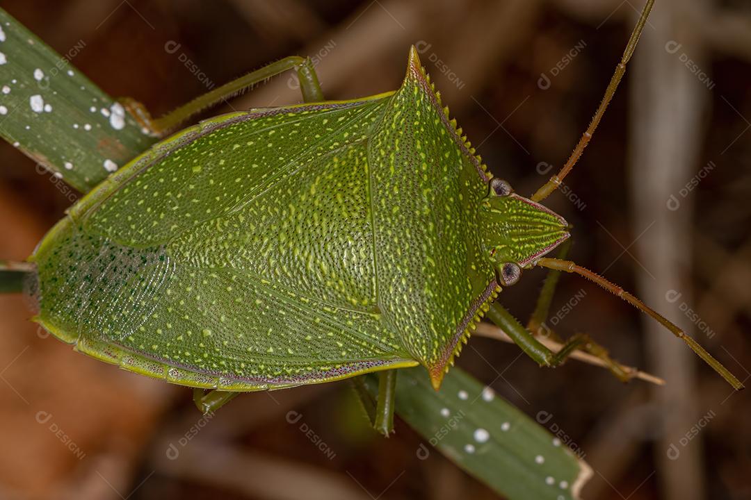 Percevejo Verde Adulto do Gênero Loxa Imagem JPG