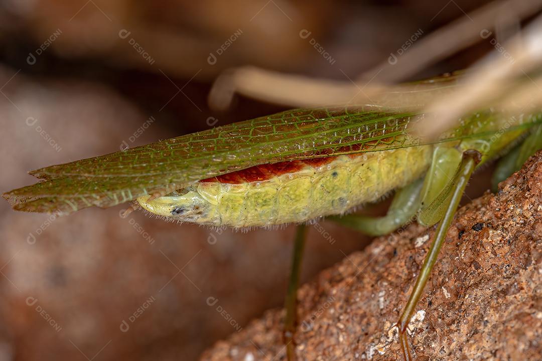 Ninfa Louva a Deus Acontídeo Imagem JPG