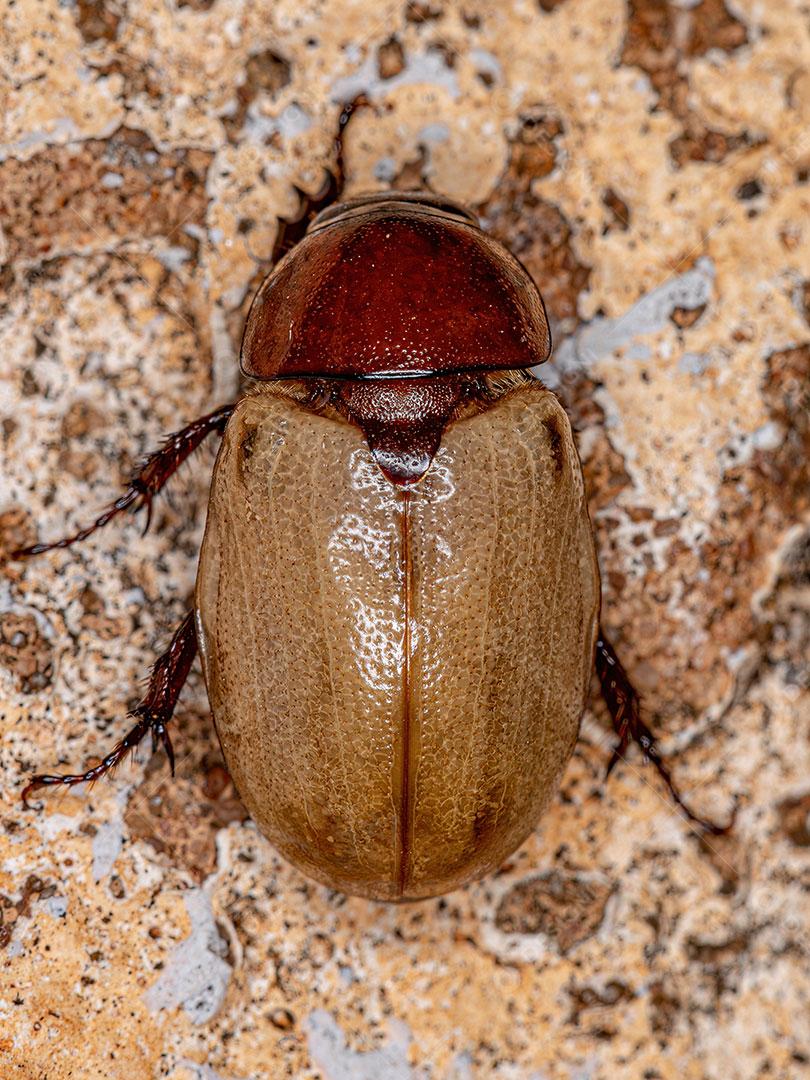 Besouro Típico Adulto da Subfamília Cerambycinae Imagem JPG