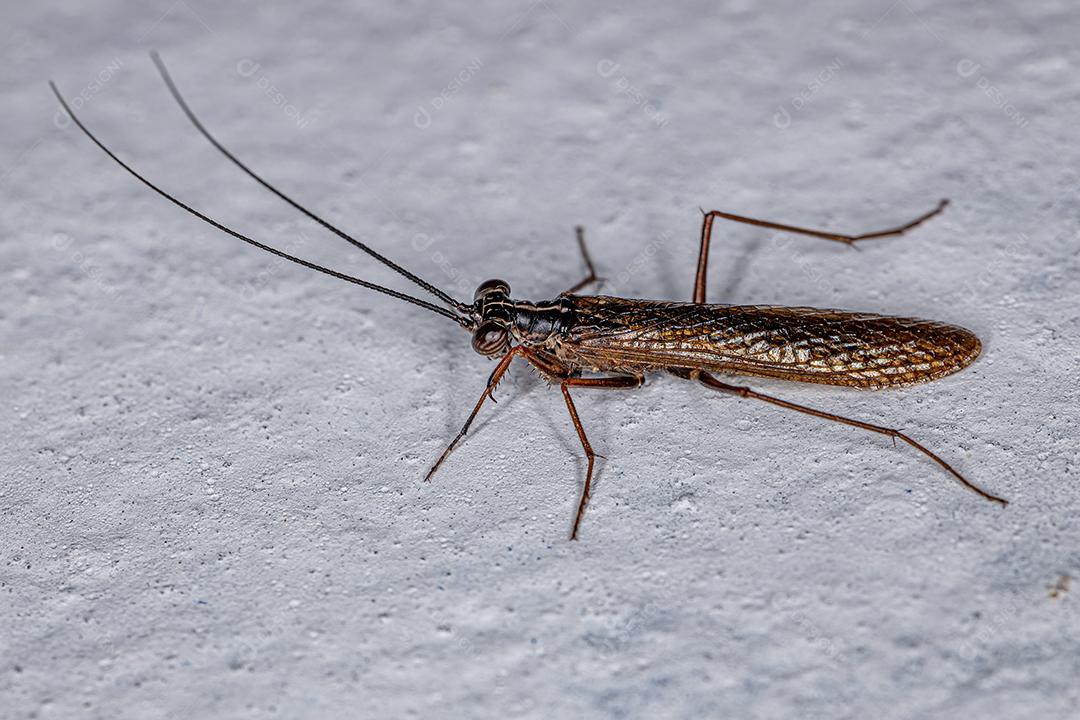 Mantoidídeo Adulto do Gênero Mantoida Imagem JPG