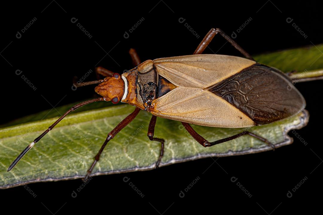 Inseto Tingidor de Algodão Adulto do Gênero Dysdercus Imagem JPG