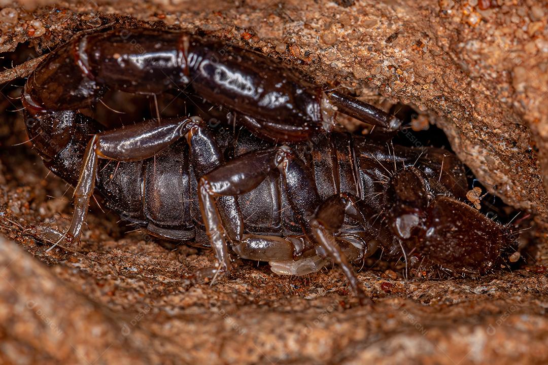 Escorpião Negro Adulto do Gênero Bothriurus Imagem JPG