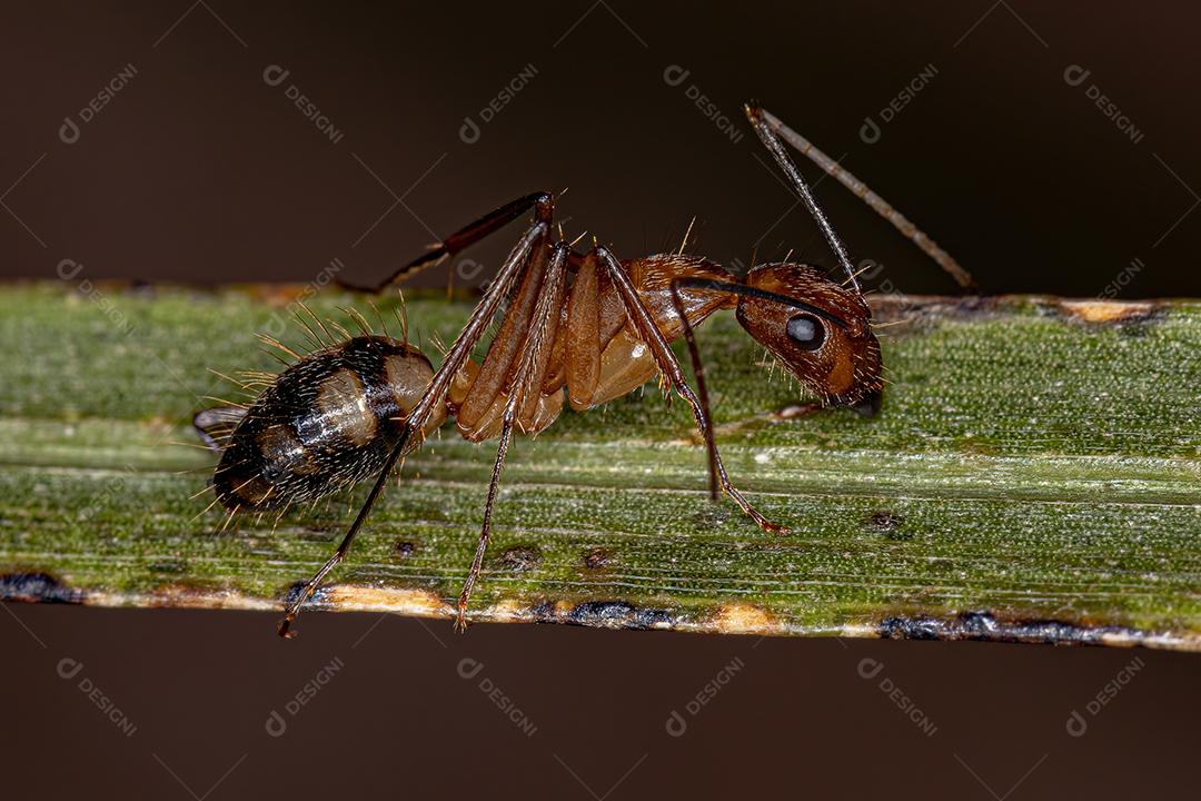 Formiga de Carpinteiro Fêmea adulta do Gênero Camponotus Imagem JPG