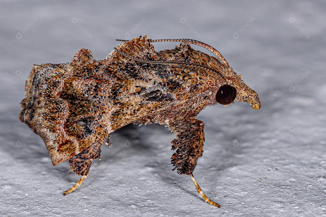 Mariposa Piramidal Adulta da subfamília Chrysauginae Imgem JPG