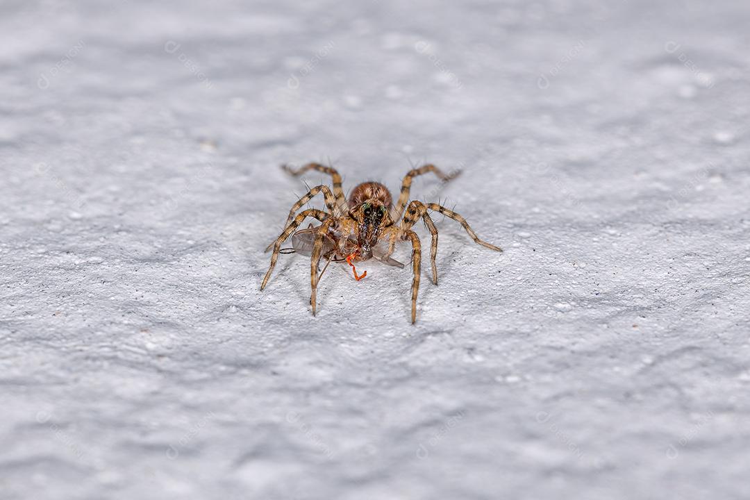 Pequena Aranha Lobo da Família Lycosidae Atacando um Inseto Imagem JPG