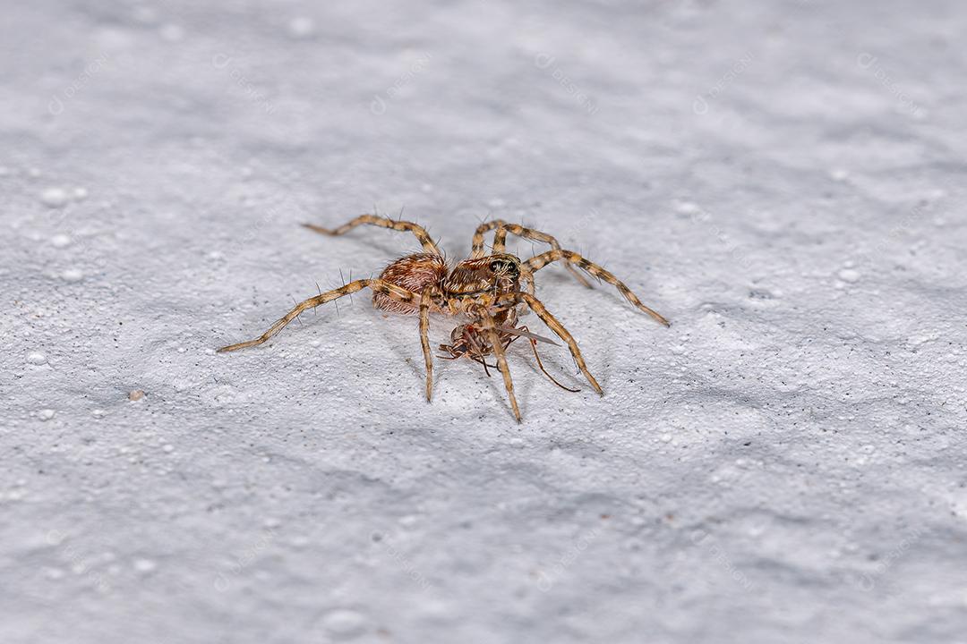 Pequena Aranha Lobo da Família Lycosidae Atacando um Inseto Imagem JPG