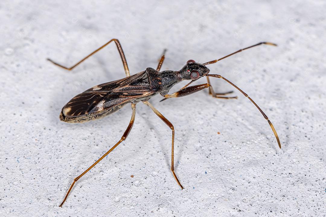 Inseto Semente Cor de Sujeira da Subfamília Rhyparochrominae Imagem JPG