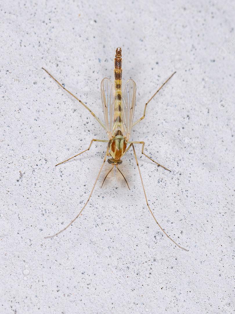 Midge não Mordedor Adulto da Família Chironomidae Imagem JPG