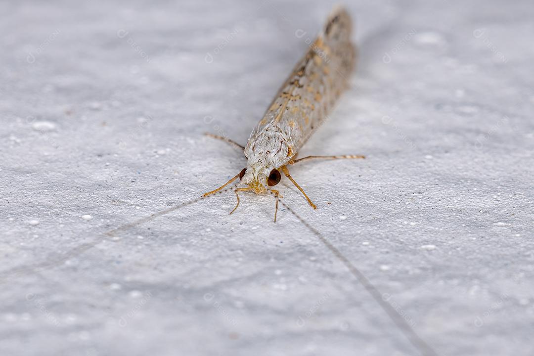 Caddisfly Branco Adulto Imagem JPG