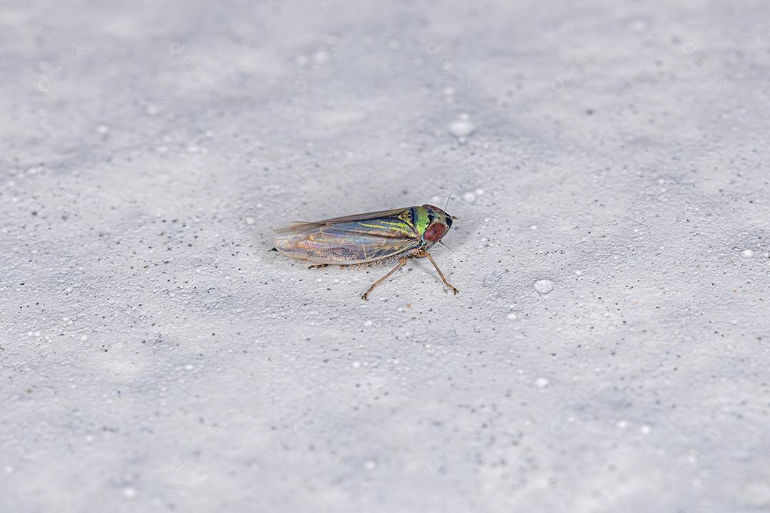 Pequena Cigarrinha Típica da Subfamília Deltocephalinae Imagem JPG