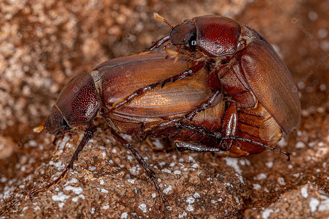 Acoplamento de Besouros-Junho Adultos da Subfamília Melolonthinae Imagem JPG