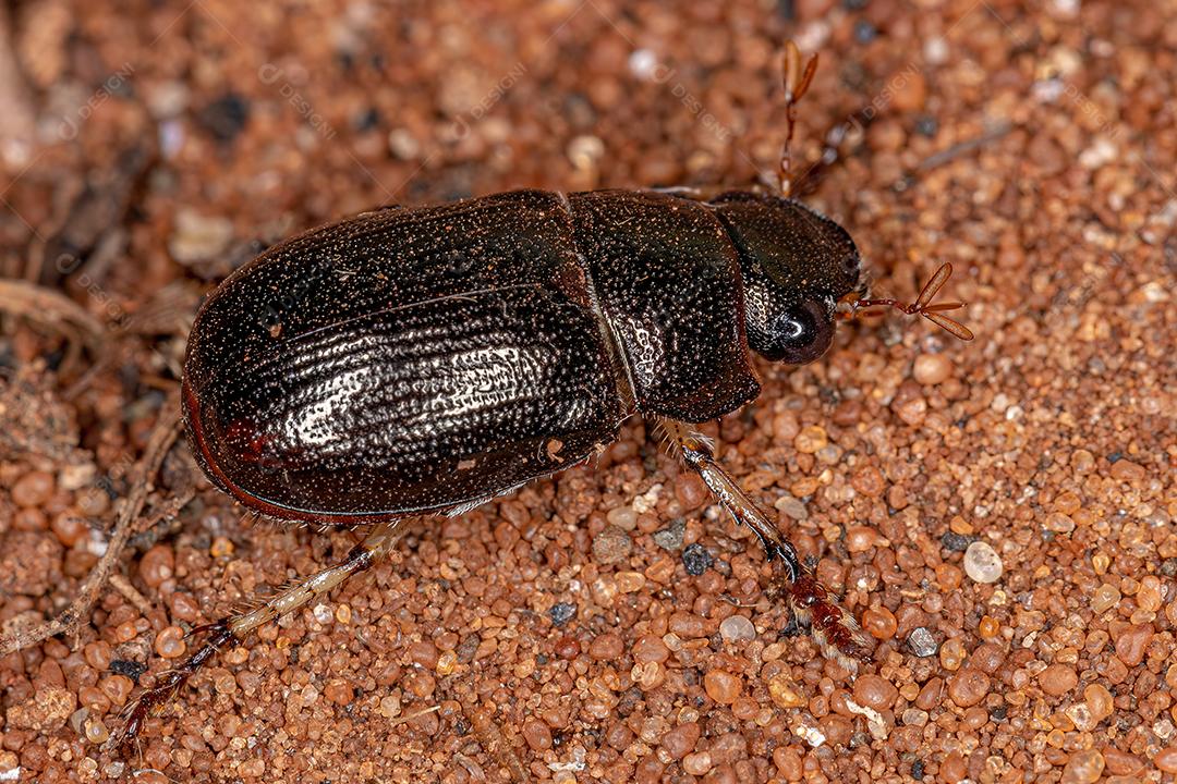Adult Glossy Leaf Beetle of the Subfamily Rutelinae Image JPG