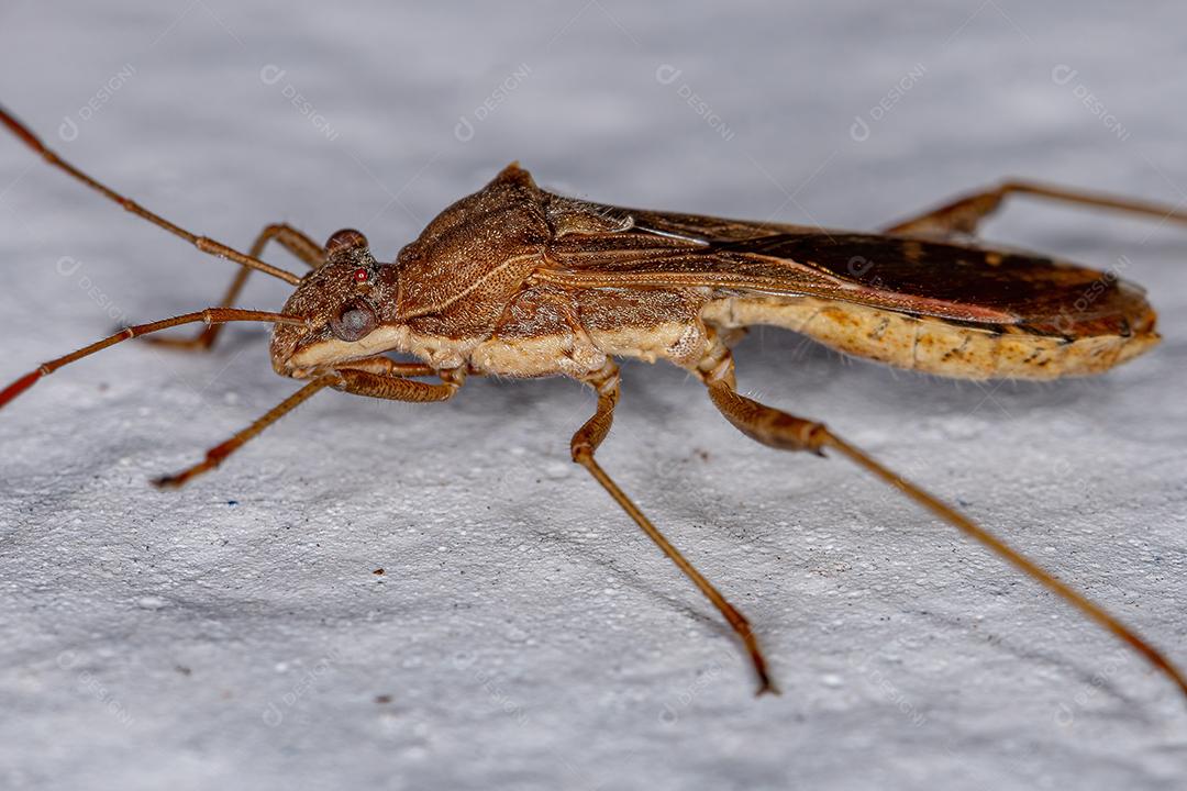 Inseto de Cabeça Larga Adulto da Subfamília Alydinae Imagem JPG