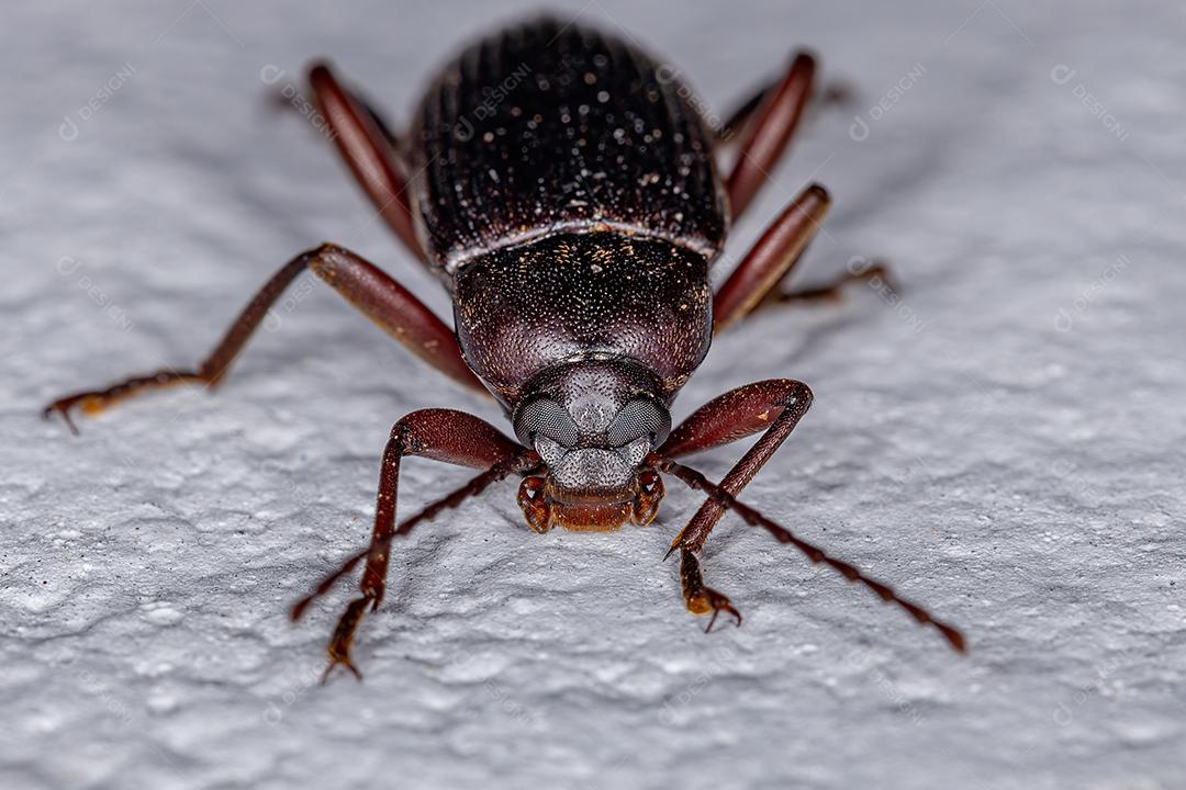 Besouro Darkling Adulto da Tribo Alleculini Imagem JPG