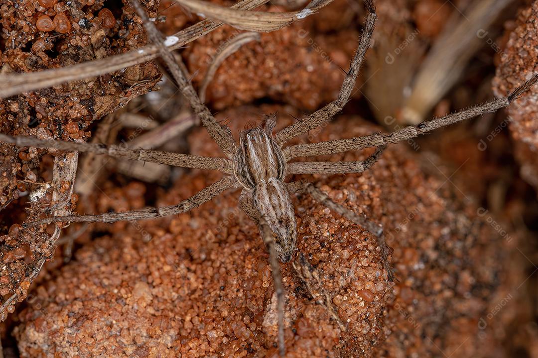 Aranha Caranguejo Corredor Macho Adulto da Família Philodromidae Imagem JPG