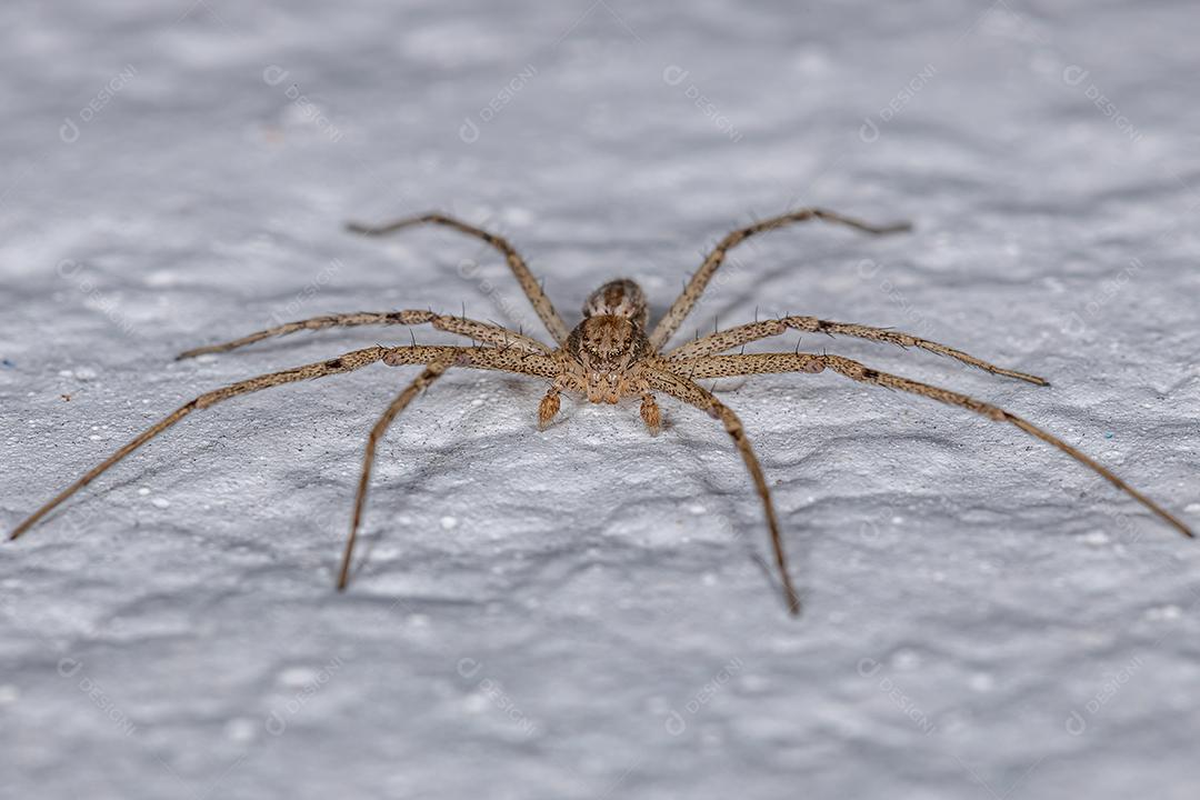 Aranha Caranguejo Corredor Macho Adulto da Família Philodromidae Imagem JPG