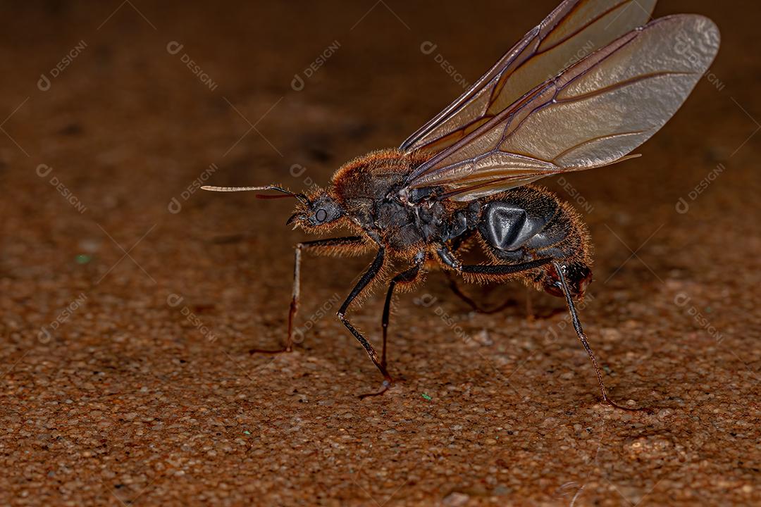 Formiga Cortadora Alada Macho Adulto do Gênero Atta Imagem JPG