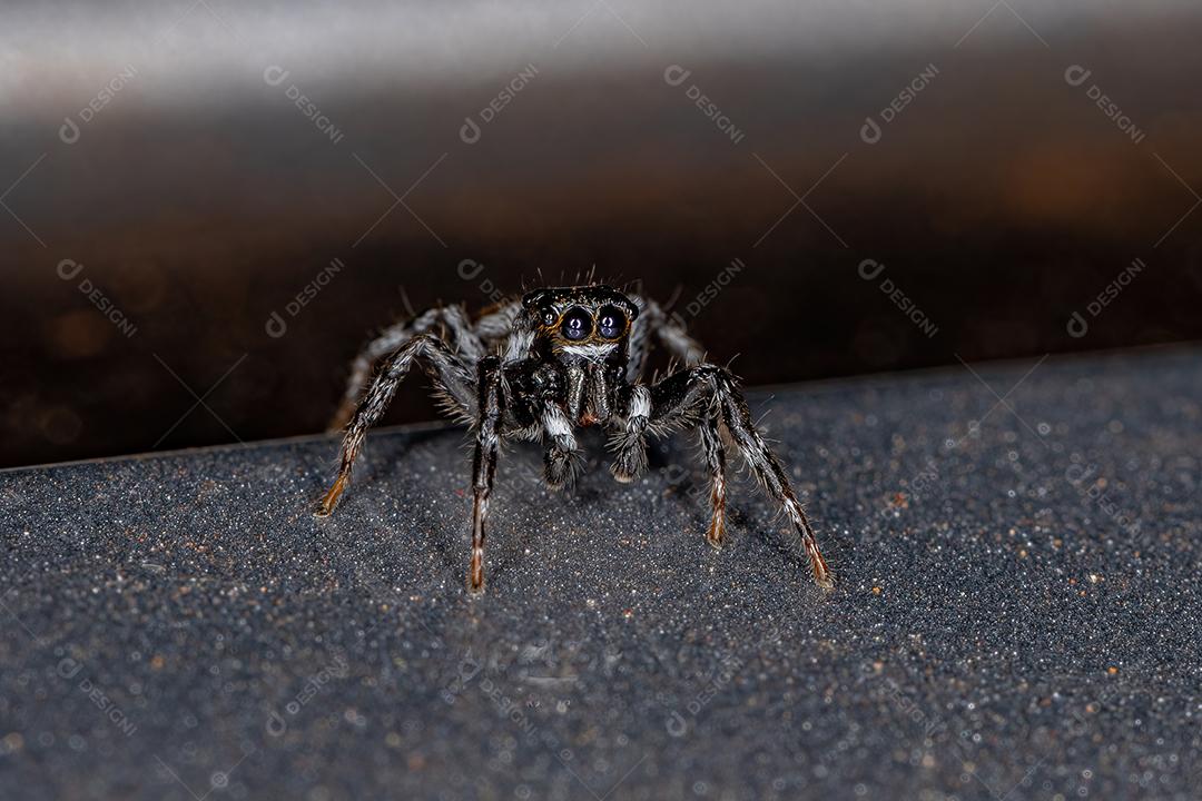Aranha Saltadora Macho Adulto do Gênero Pachomius Imagem JPG