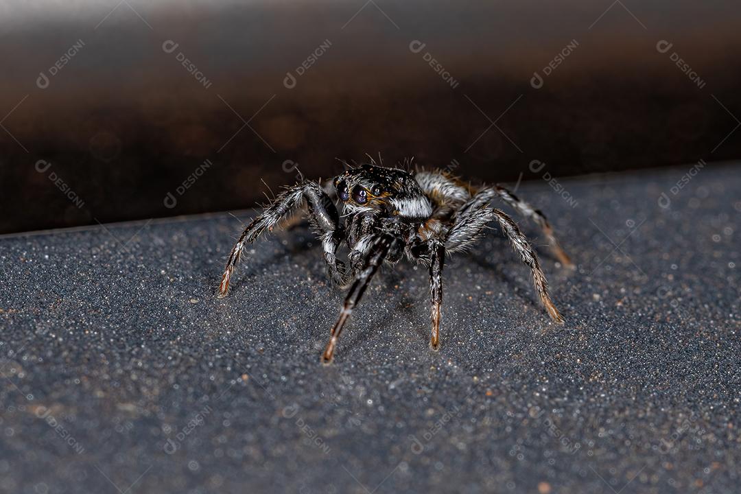 Aranha Saltadora Macho Adulto do Gênero Pachomius Imagem JPG