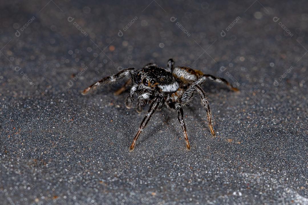 Aranha Saltadora Macho Adulto do Gênero Pachomius Imagem JPG