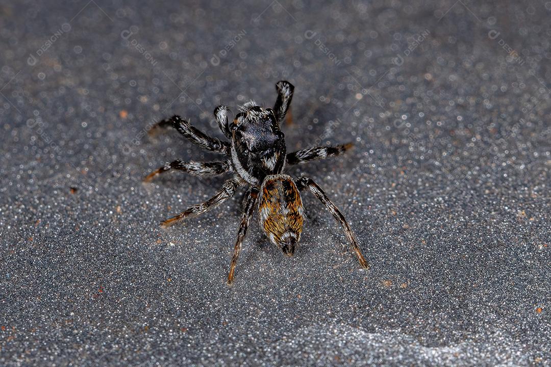 Aranha Saltadora Macho Adulto do Gênero Pachomius Imagem JPG