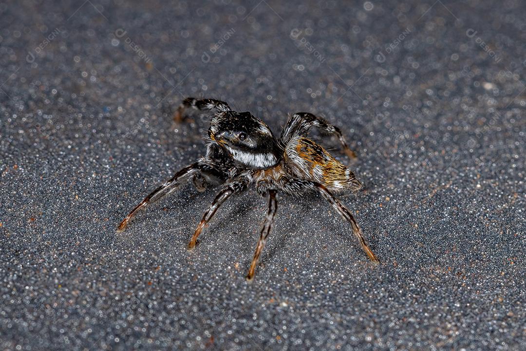 Aranha Saltadora Macho Adulto do Gênero Pachomius Imagem JPG