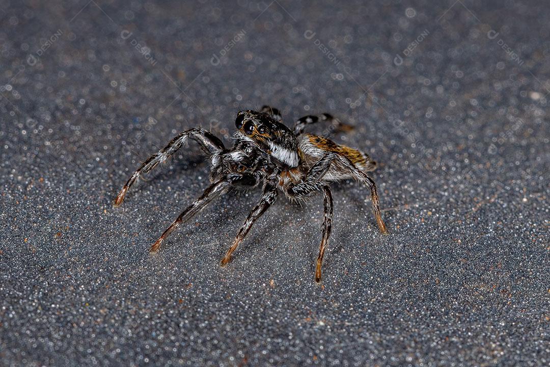 Aranha Saltadora Macho Adulto do Gênero Pachomius Imagem JPG