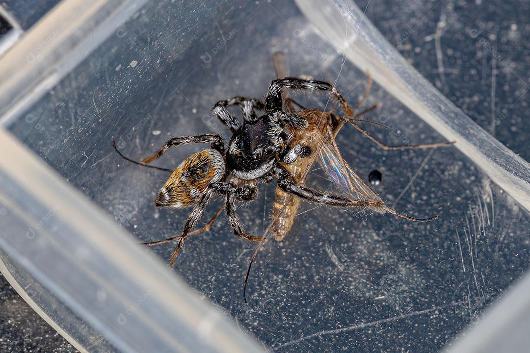 Aranha de Salto Macho do Gênero Pachomius Predando um Mosquito Imagem JPG
