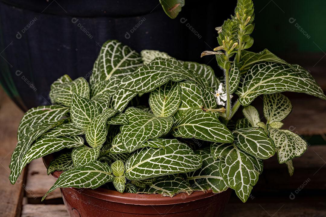 Planta Nervosa da Espécie Fittonia Albivenis com Flores Imagem JPG