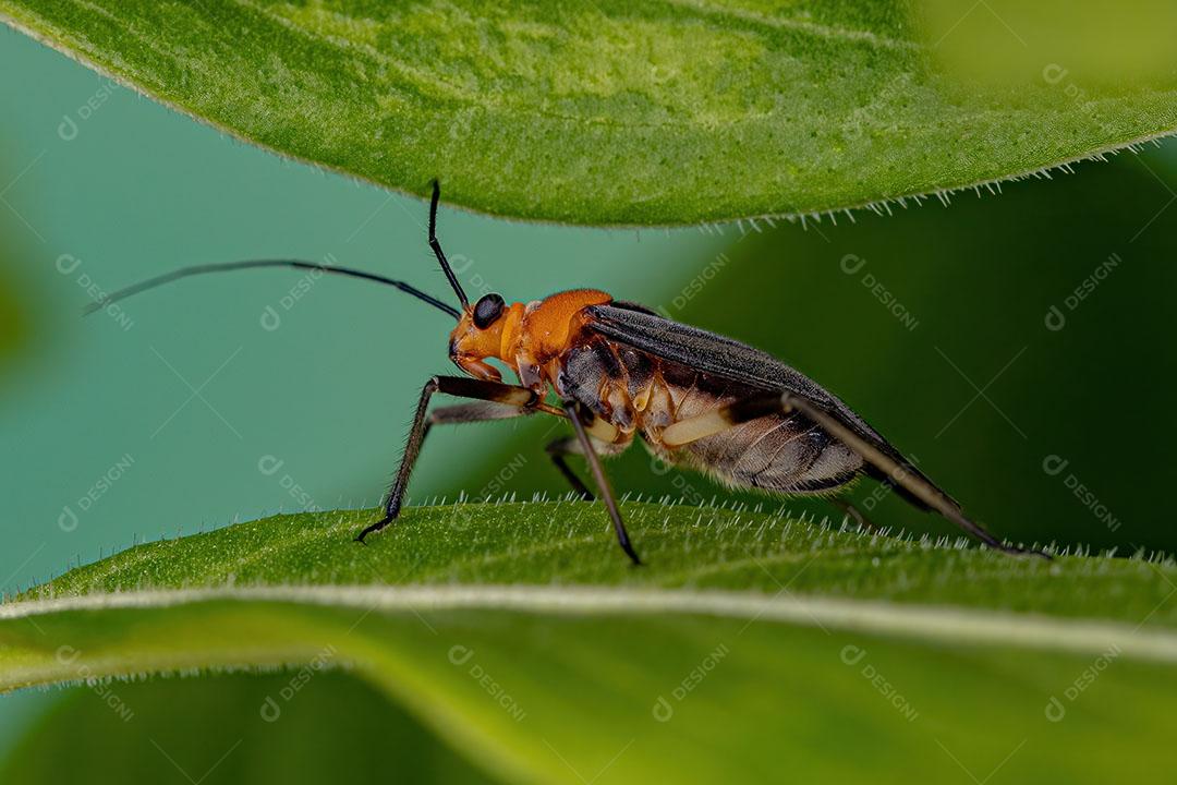 Inseto de Planta Adulto da Família Miridae Imagem JPG