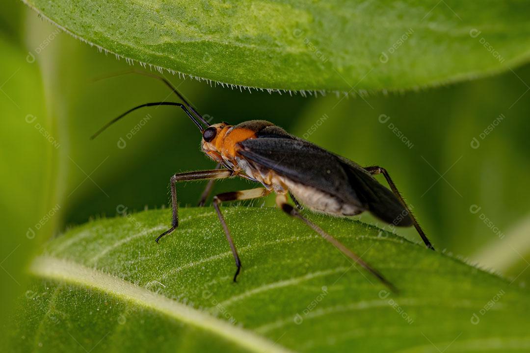 Inseto de Planta Adulto da Família Miridae Imagem JPG