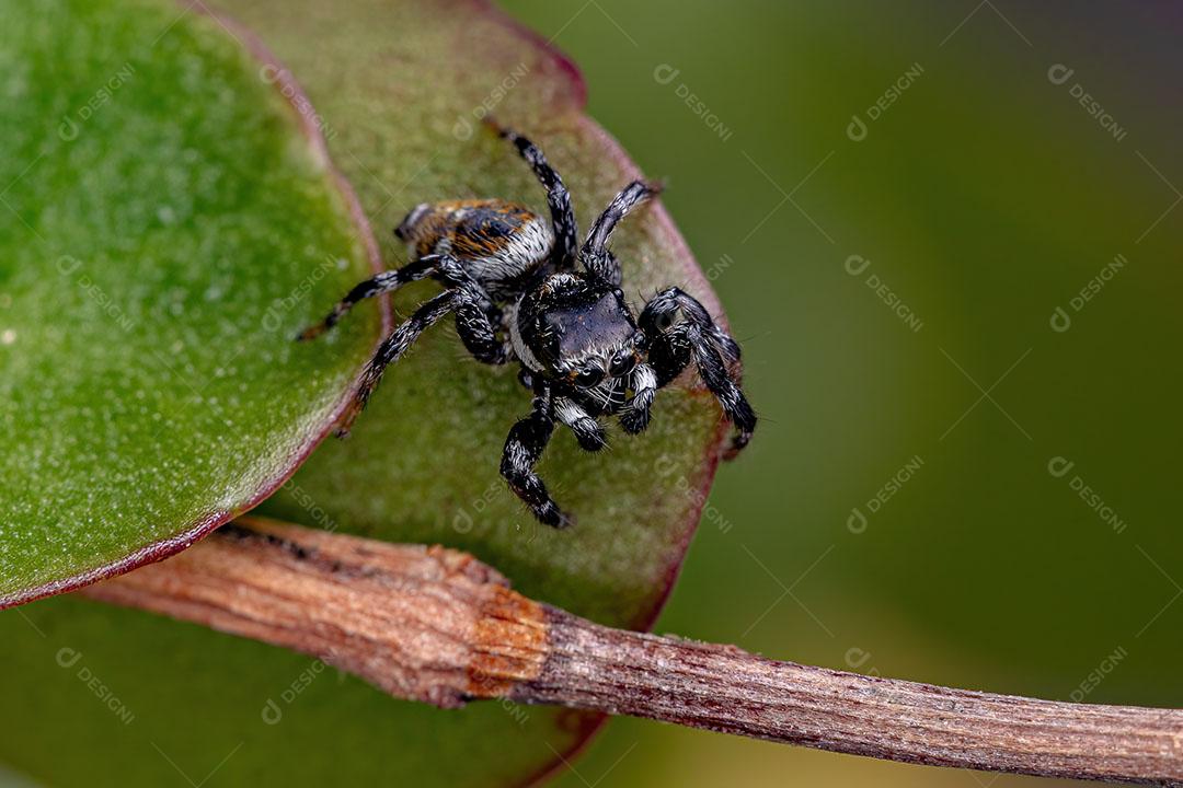 Aranha Saltadora Macho Adulto do Gênero Pachomius Imagem JPG