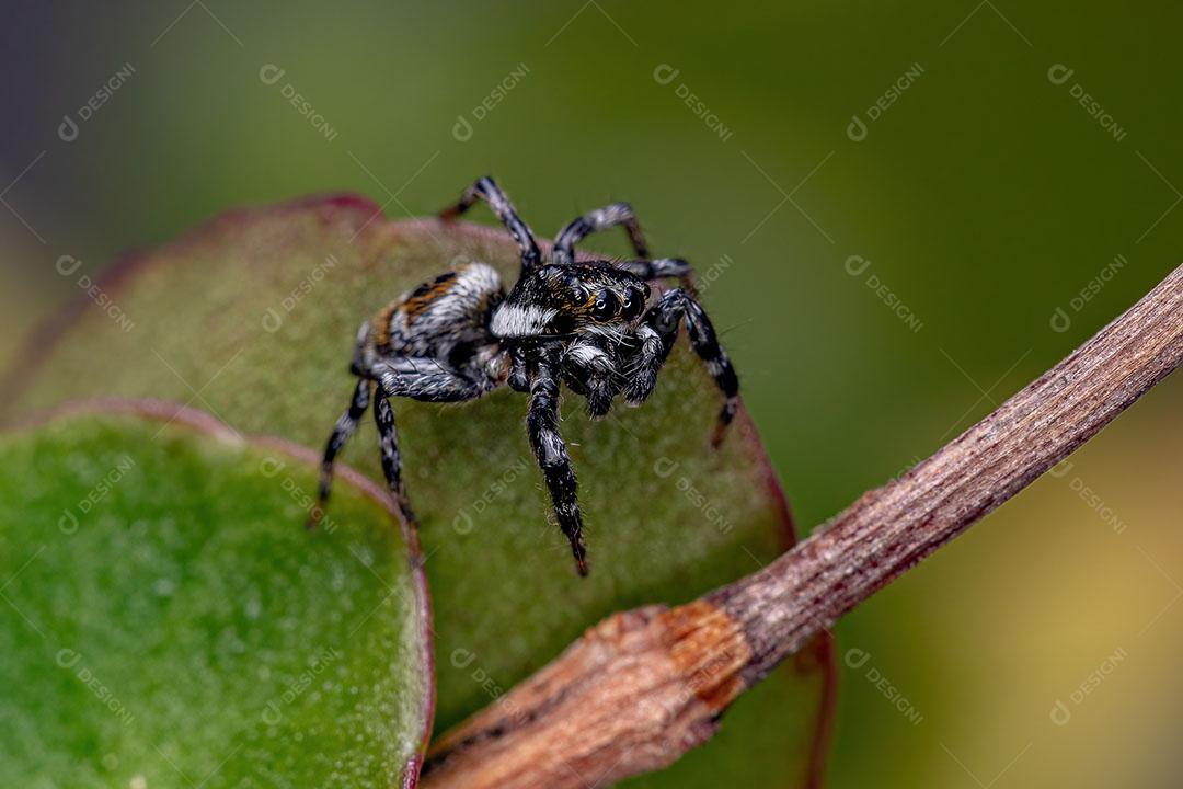 Aranha Saltadora Macho Adulto do Gênero Pachomius Imagem JPG