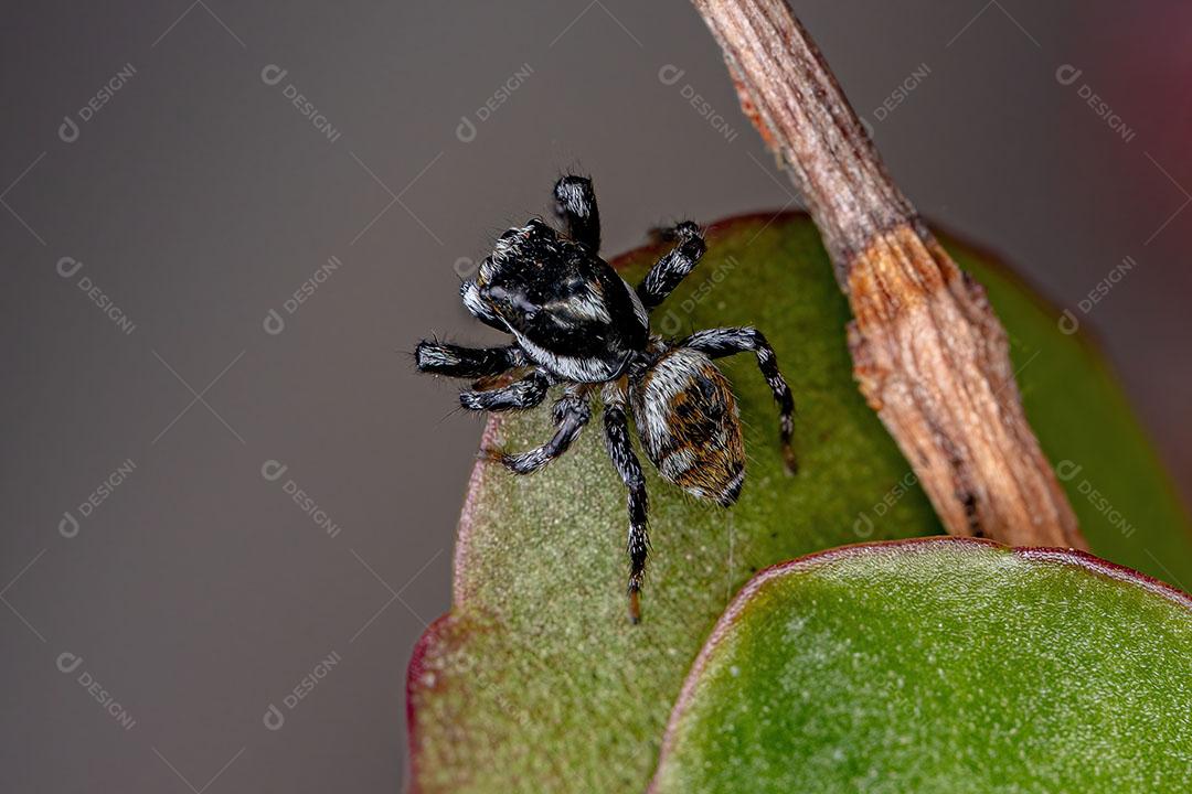 Aranha Saltadora Macho Adulto do Gênero Pachomius Imagem JPG