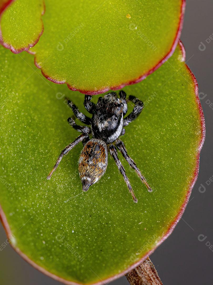 Aranha Saltadora Macho Adulto do Gênero Pachomius Imagem JPG