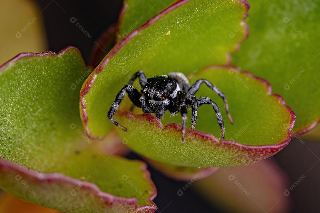 Aranha Saltadora Macho Adulto do Gênero Pachomius Imagem JPG