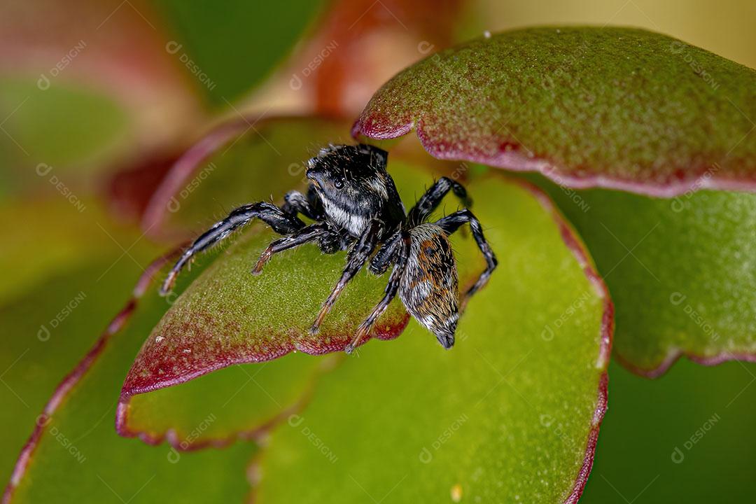 Aranha Saltadora Macho Adulto do Gênero Pachomius Imagem JPG