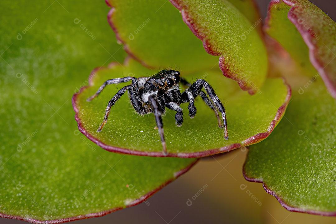 Aranha Saltadora Macho Adulto do Gênero Pachomius Imagem JPG