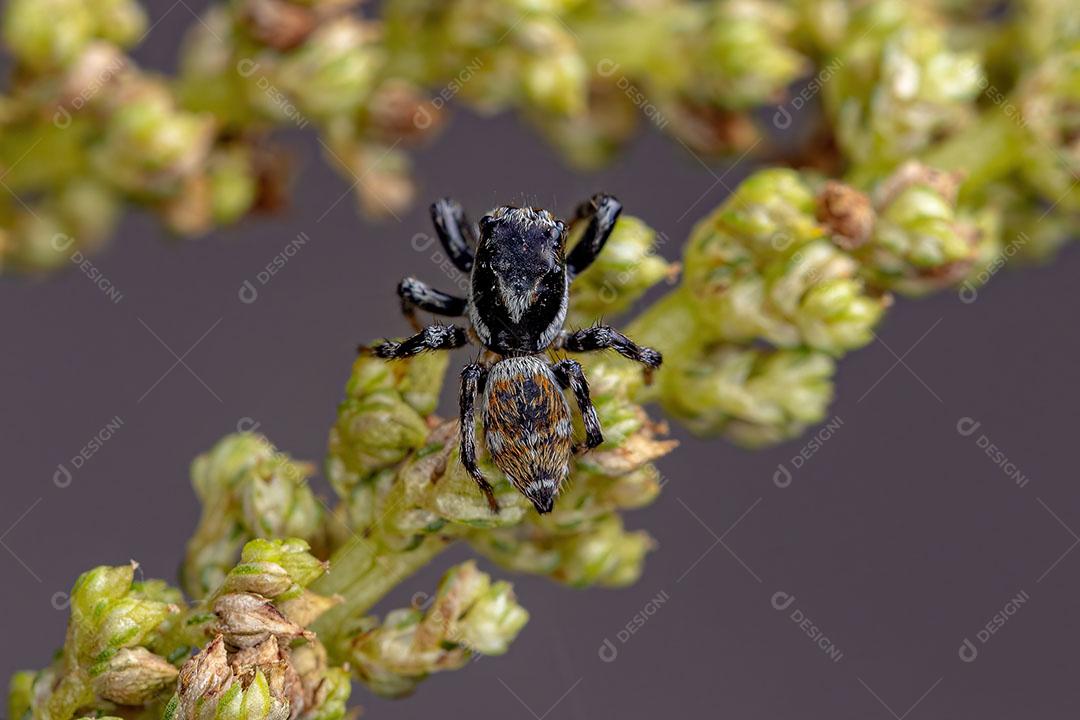 Aranha Saltadora Macho Adulto do Gênero Pachomius Imagem JPG