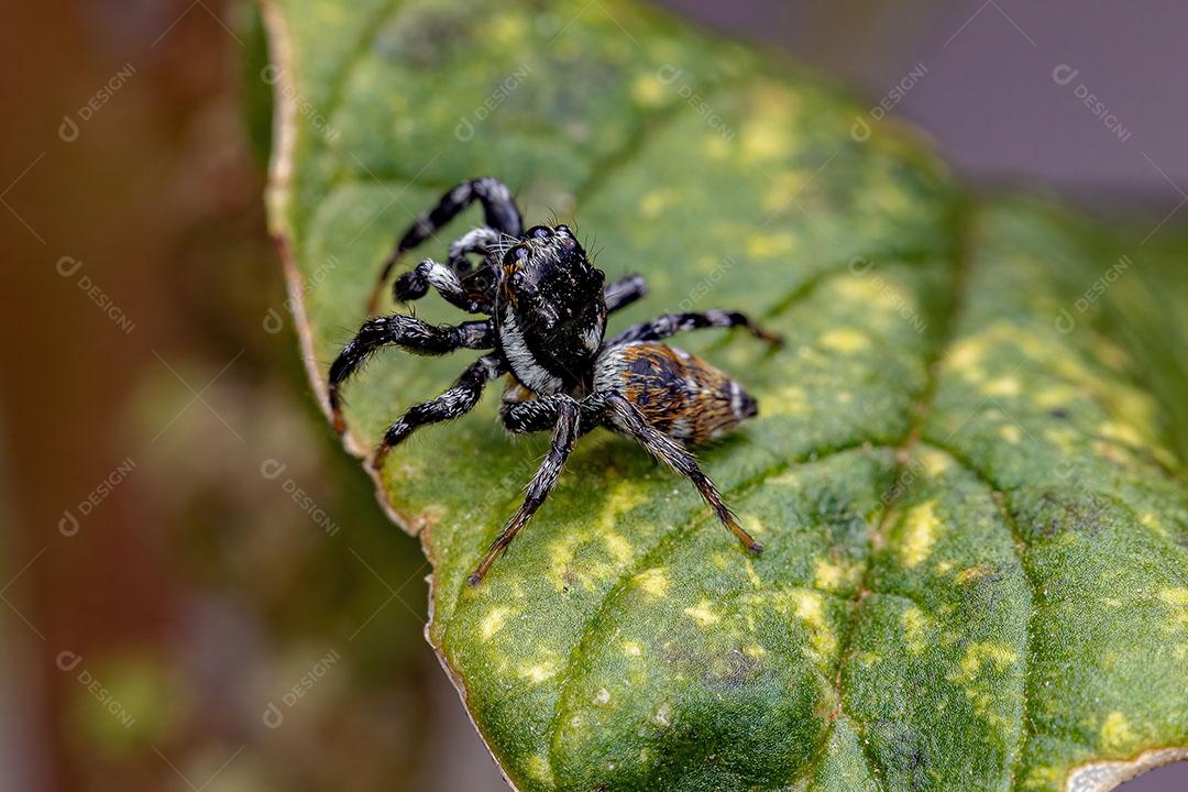 Aranha Saltadora Macho Adulto do Gênero Pachomius Imagem JPG