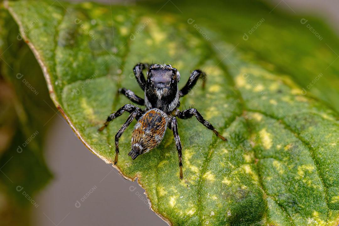 Aranha Saltadora Macho Adulto do Gênero Pachomius Imagem JPG